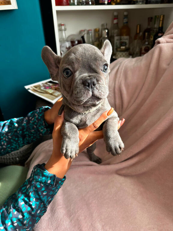 OFFERS!French bulldog boys and girl