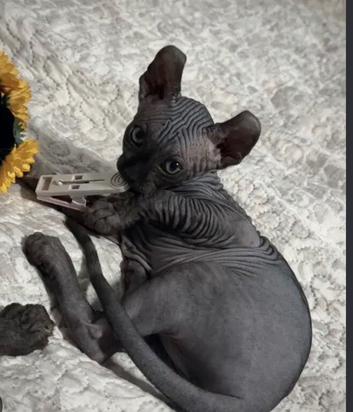 Sphinx kitten 11 months