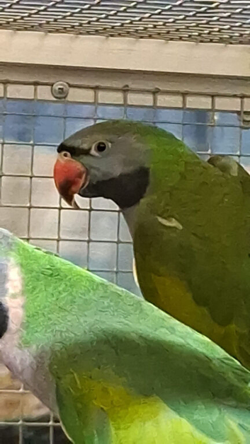 Young Derbyan Parrots