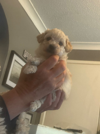 3 beautiful girl toy poodles