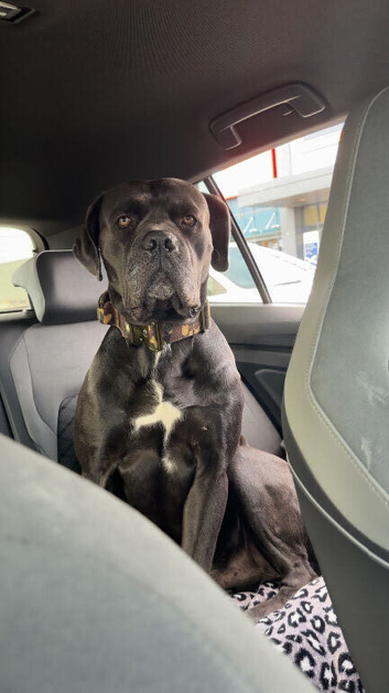 Cane corso 2 year old
