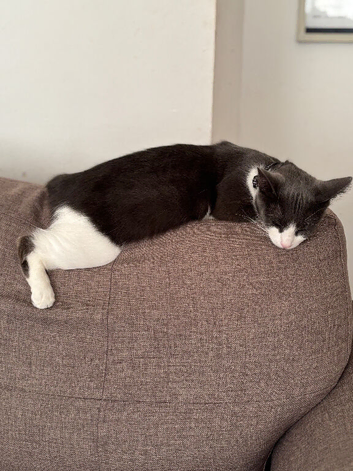 1&2 year old cats