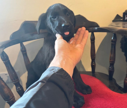 Labrador retriever puppies