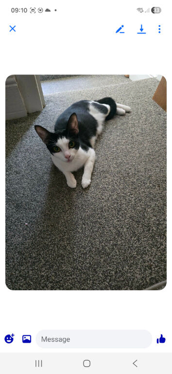 Kittens