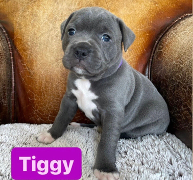 Kc registered blue Staffordshire bull terrier puppies