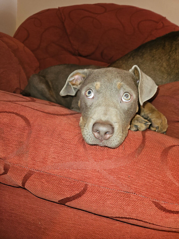 German Shepherd Cross American bully