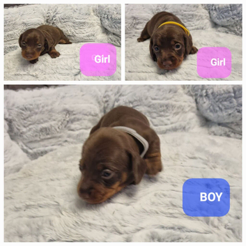 7 miniature dashshunds looking for their forever homes