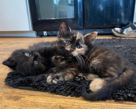 Kittens for sale