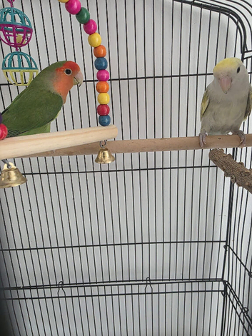 2 lovebird