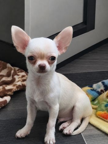 Adorable chihuahua puppies ready for there forever home