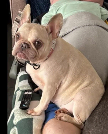 ***FERN RESCUE* FRENCH BULLDOG FOR ADOPTION***
