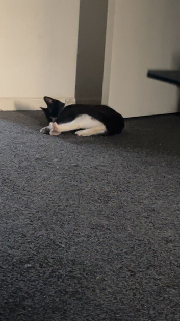 Cats