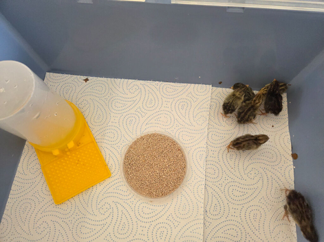 Baby Chinese Painted Quails (Button quails)