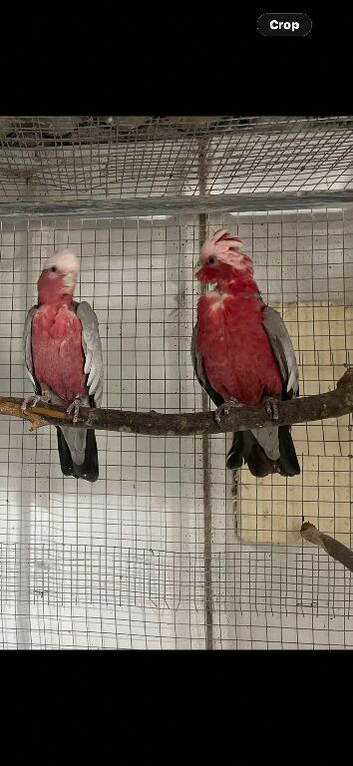Breeding pair of Gallah cockatoo