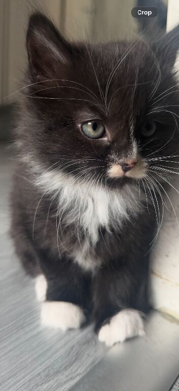 Kittens