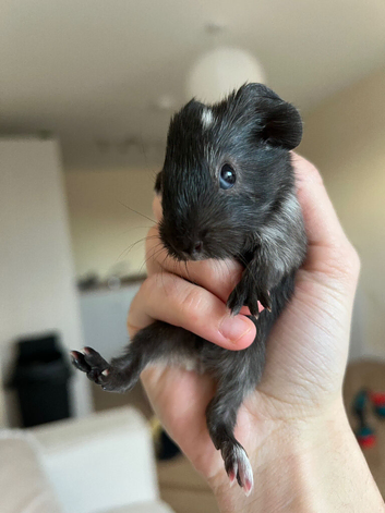 Two male guinea pigs
