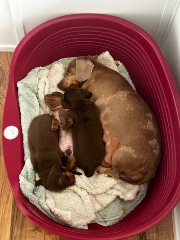 3 kc reg boy puppies miniature dachshund
