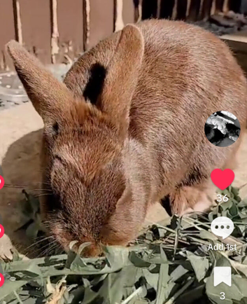 Two rabbits looking for a forever home.
