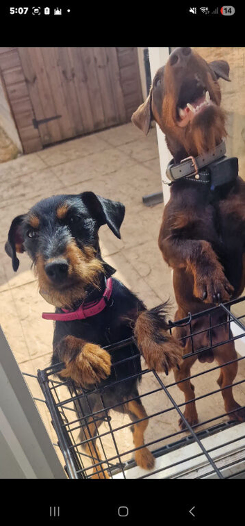 Female jagdterrier