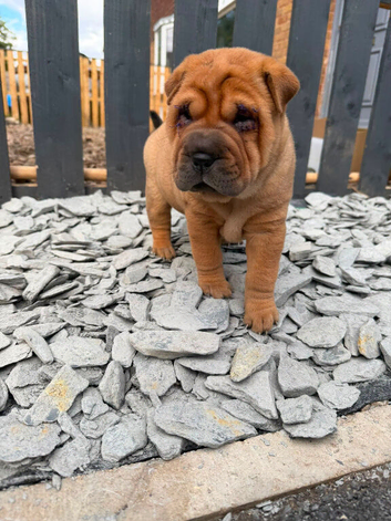 4 males 1female sharpies 8 weeks old ready now &pound;995