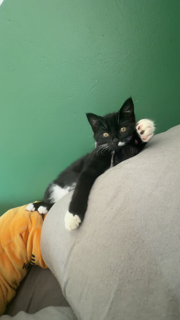 Kitten need rehomed