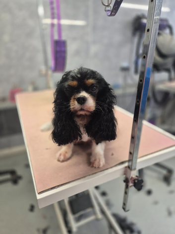 KC Cavalier king Charles Spaniel's puppies for sale