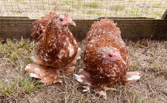 Pekin girls