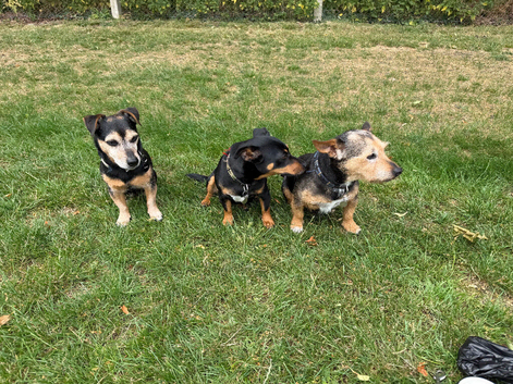 Beautiful black and tan dog for stud