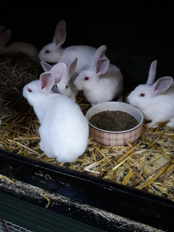 New Zealand white rabbits for sale