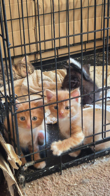 3 adorable kittens