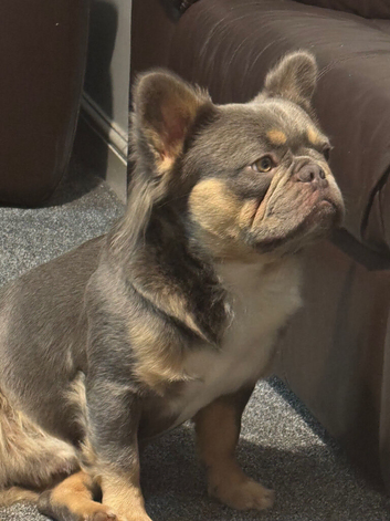 Fluffy French bulldog for stud