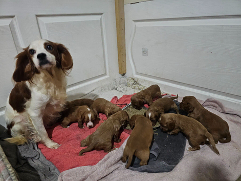 Cocker Spaniel Puppies