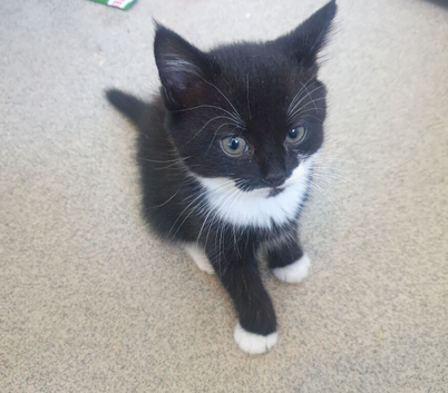 3 kittens ready in a week