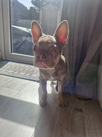 Puppy French Bulldog