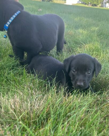 Labrador Retriever Puppies