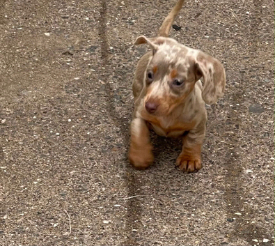 Lilac and cream dapple miniature dachshund