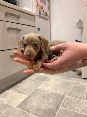 Last boy of a Isabella miniature daschund litter