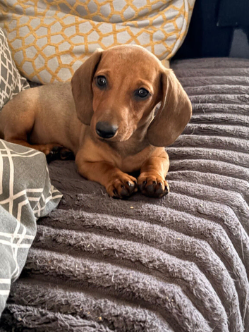 REDUCED KC reg Miniature Smooth hair Dachshunds