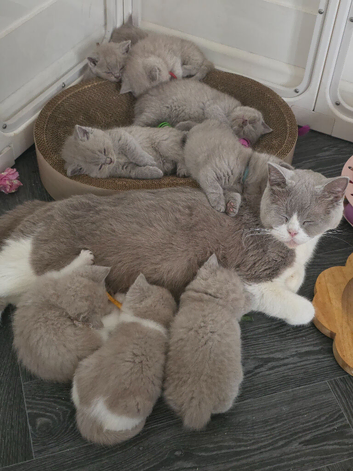 9 Beautiful British Shorthairs