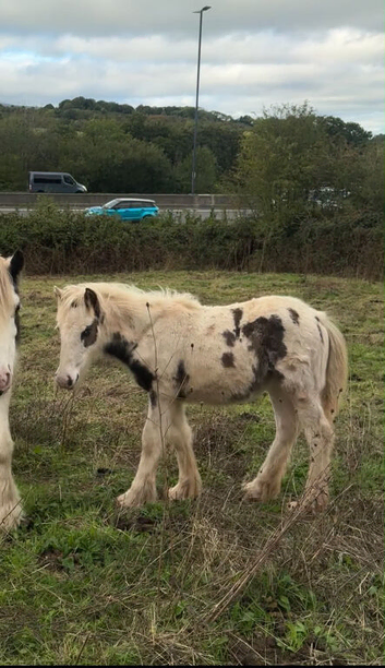 Beautiful traditional gypsy cob filly foal