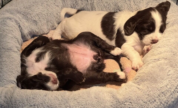 Gorgeous Sprocker Spaniel pups