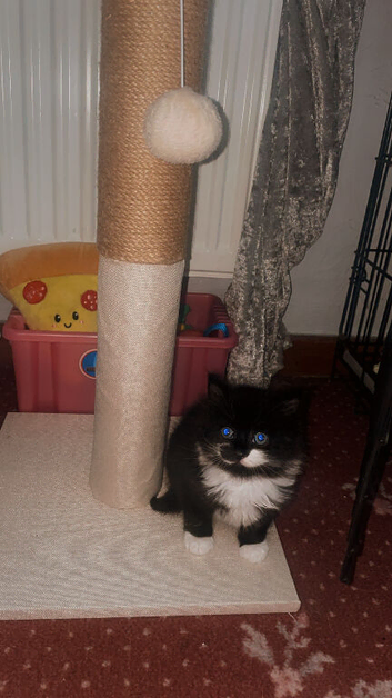 Fluffy kitten
