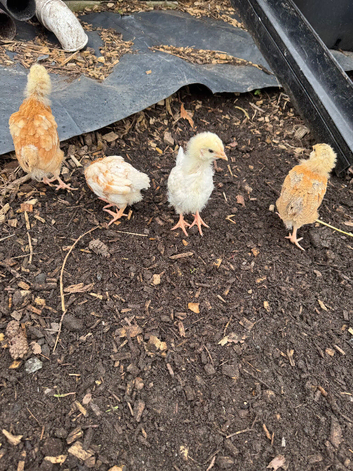 4 Chicks - Unsexed - pick up only WA95EU