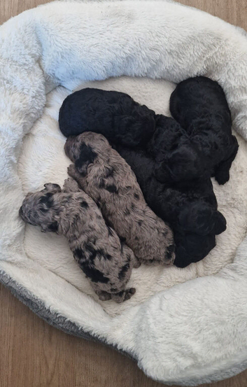 Miniature poodles