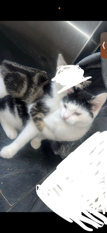 4 kittens available