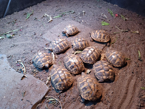 Baby Hermann's Tortoise's for sale.