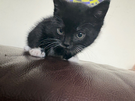 7 week kitten
