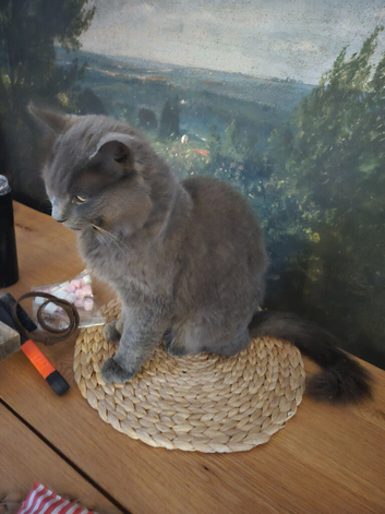 Beautiful Grey male