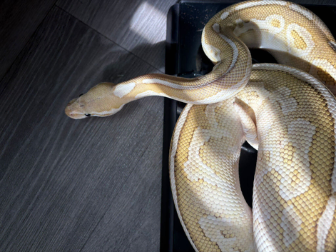 Burmese and ball pythons for sale