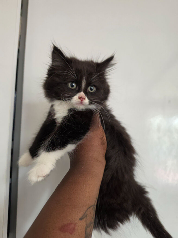 Ragdoll x blue russian